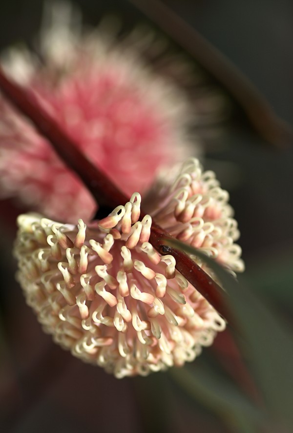 Hakea Flower by Joy Watson